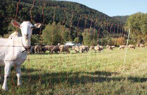 PATURA - Filet Electrifié pour Clôture Poneys, Ovins H0.90M x  L50M