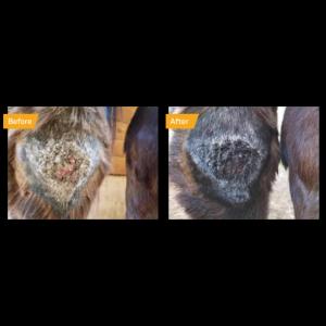 ABSORBINE - Silver Honey Crème Cicatrisante Rapide Plaies