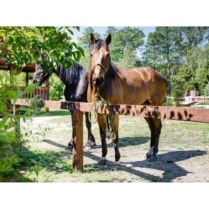 Dalles de Stabilisation Sols Paddock et Abris Chevaux STAB MAX, au M2