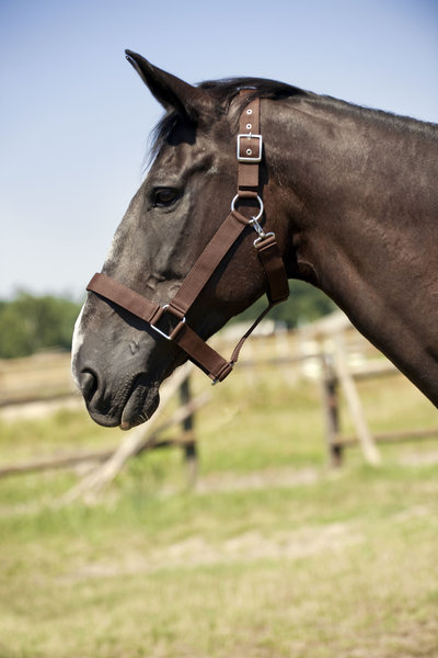 NORTON - Licol Cheval de Trait Large en Nylon Triple Épaisseur NOIR