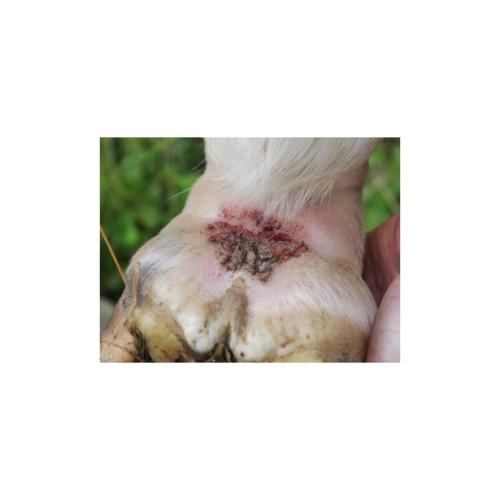 ANIMADERM - Shampoing Tea Tree Apaisant et Assainissant