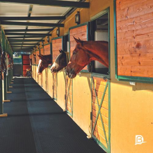 Tapis caoutchouc chevaux Grande Largeur pour box , couloir d'écurie, MAJOR 240 cm 100 CM