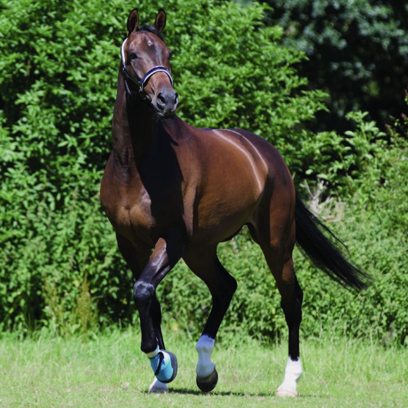 WOOF WEAR - Chausson de Soin Cheval Medical  en Néoprène avec Zip Hoof Boot TAILLE 1