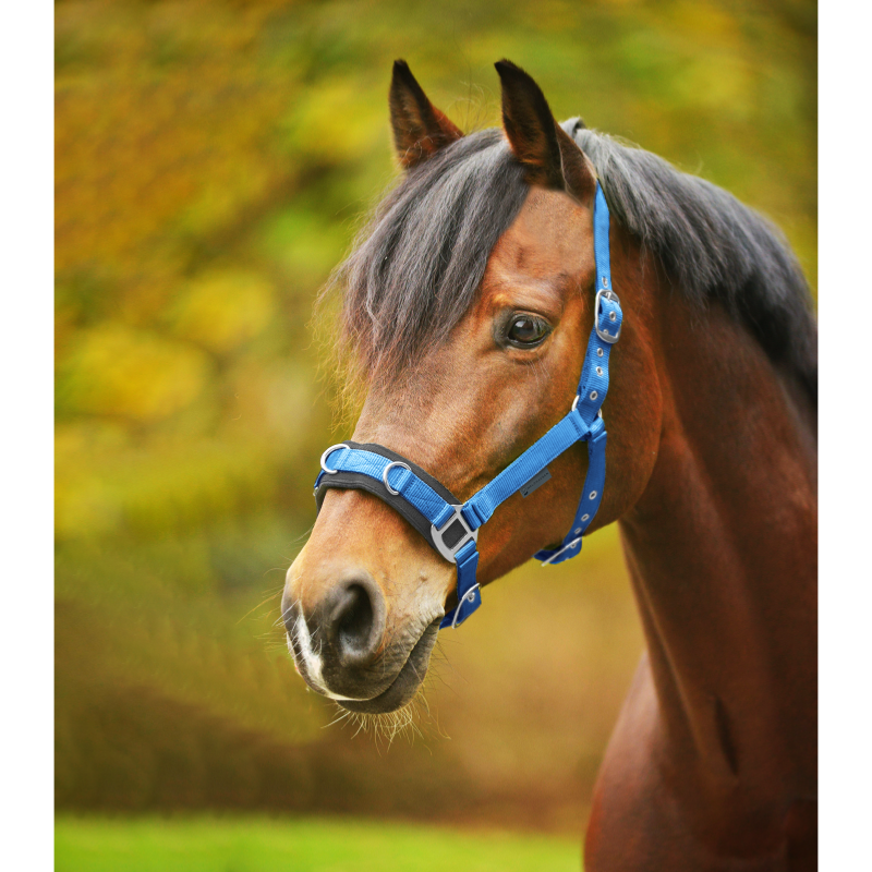 WALDHAUSEN - Caveçon matelassé multi anneaux Ecomonic NOIR PONEY