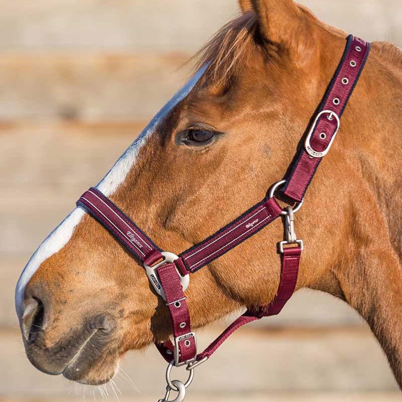 LAMI-CELL - Licol Nylon Doublé Polaire ELEGANCE PONEY Marine/champagne PONEY (DERNIER) PONEY Dernier !