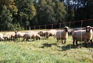 PATURA - Pack clôture poneys et ovins hauteur 90 CM longueur 50M 