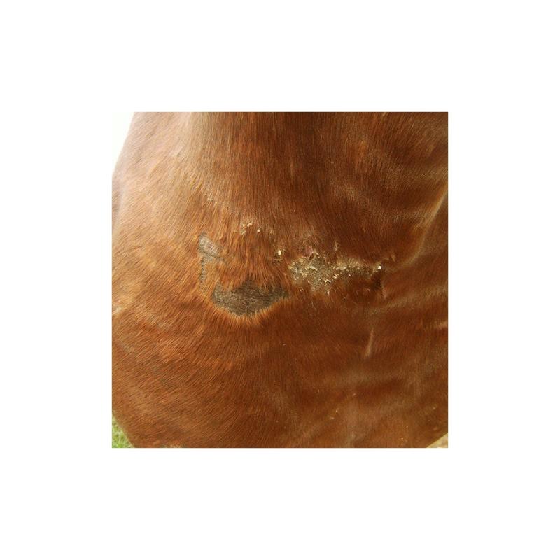 ANIMADERM - Crème Cicatrisante et de Repousse du poil CUTENE 100 ML