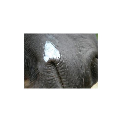 ANIMADERM - Gel de Protection Tiques, Moucherons, Mouches Plates, Humidité et Boue NATJELY