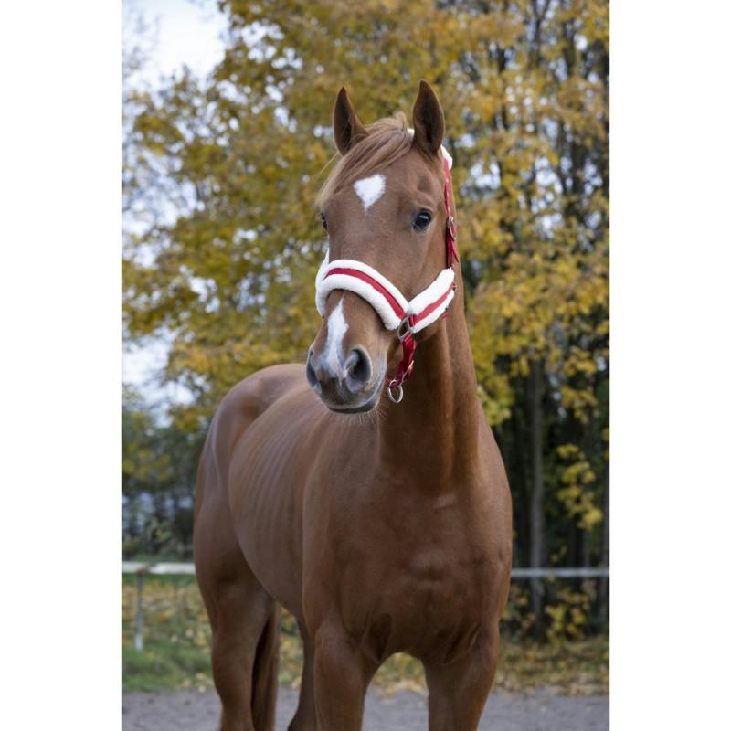 NORTON - Licol doublé mouton synthétique CONFORT SHETLAND MARINE